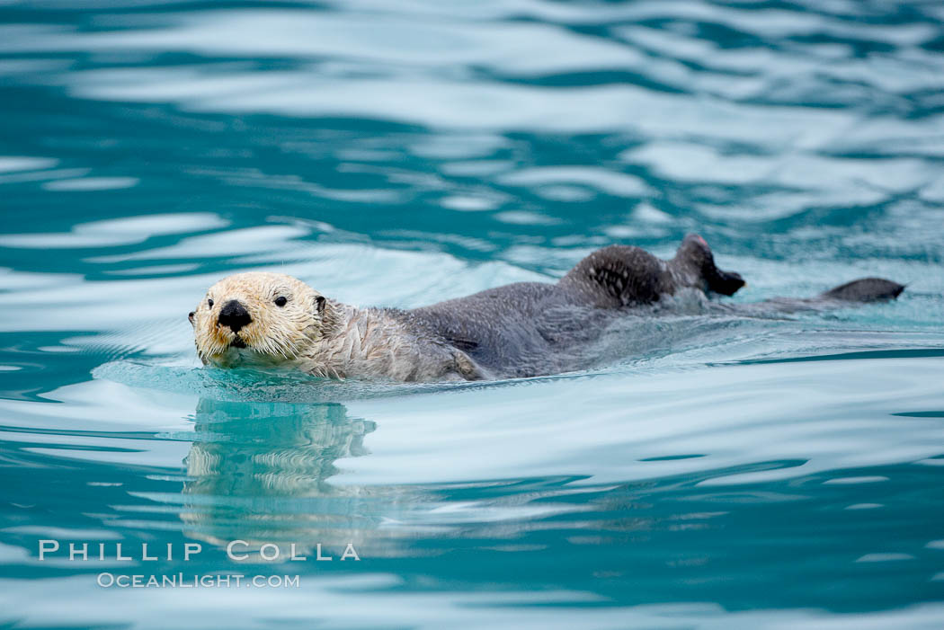 Sea otter. Resurrection Bay, Kenai Fjords National Park, Alaska, USA, Enhydra lutris, natural history stock photograph, photo id 16937