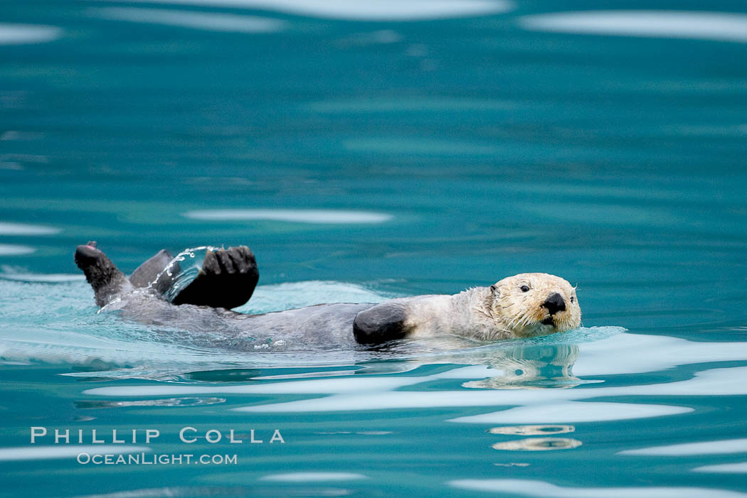 Sea otter. Resurrection Bay, Kenai Fjords National Park, Alaska, USA, Enhydra lutris, natural history stock photograph, photo id 16941