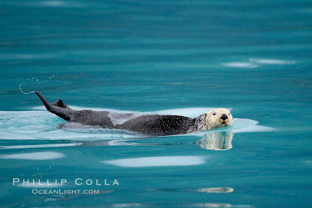 Sea otter. Resurrection Bay, Kenai Fjords National Park, Alaska, USA, Enhydra lutris, natural history stock photograph, photo id 16945