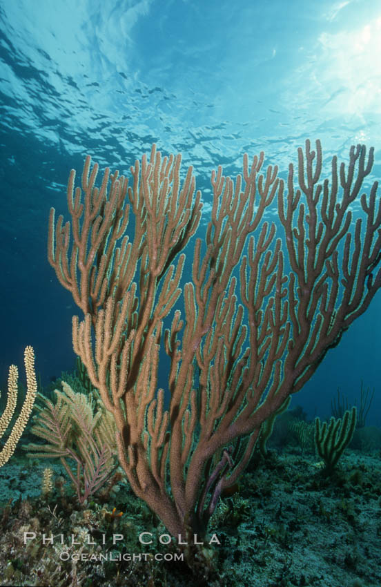 Soft coral. Bahamas, Plexaurella, natural history stock photograph, photo id 05360