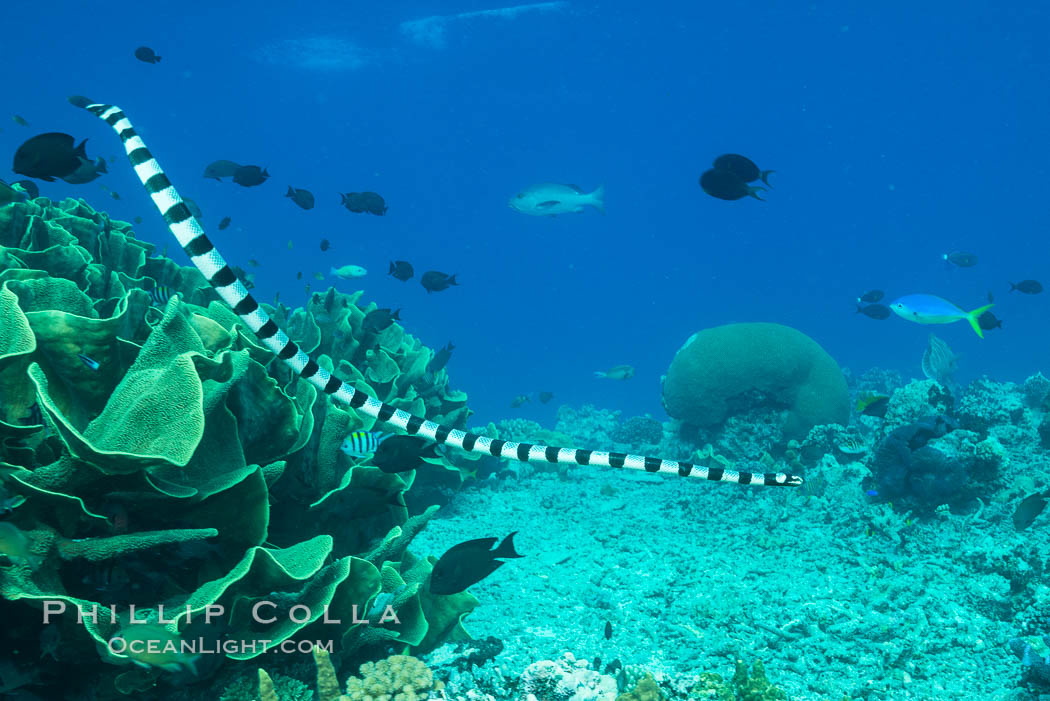 Sea snake, banded sea krait, Nigali Pass on Gao Island, Fiji. Nigali Passage, Gau Island, Lomaiviti Archipelago, Cabbage coral, Turbinaria reniformis, natural history stock photograph, photo id 31535