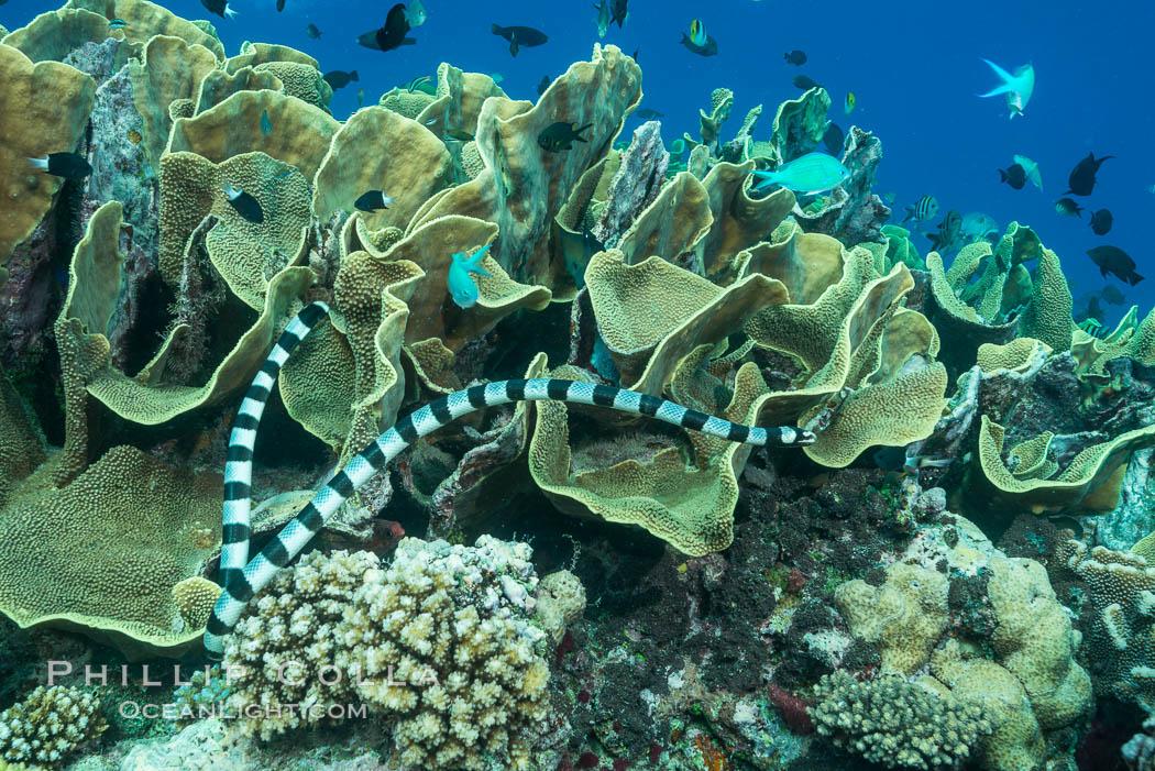 Sea snake, banded sea krait, Nigali Pass on Gao Island, Fiji. Nigali Passage, Gau Island, Lomaiviti Archipelago, Cabbage coral, Turbinaria reniformis, natural history stock photograph, photo id 31731