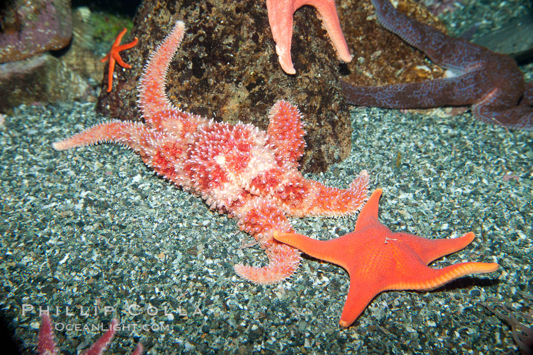 Unidentified sea star., natural history stock photograph, photo id 27206