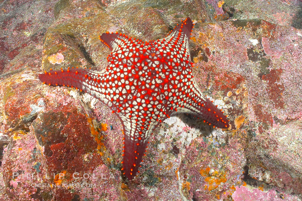 Unidentified sea star (starfish). North Seymour Island, Galapagos Islands, Ecuador, natural history stock photograph, photo id 16428