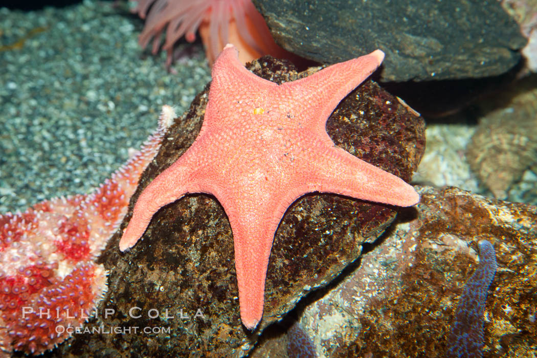 Unidentified sea star., natural history stock photograph, photo id 27204