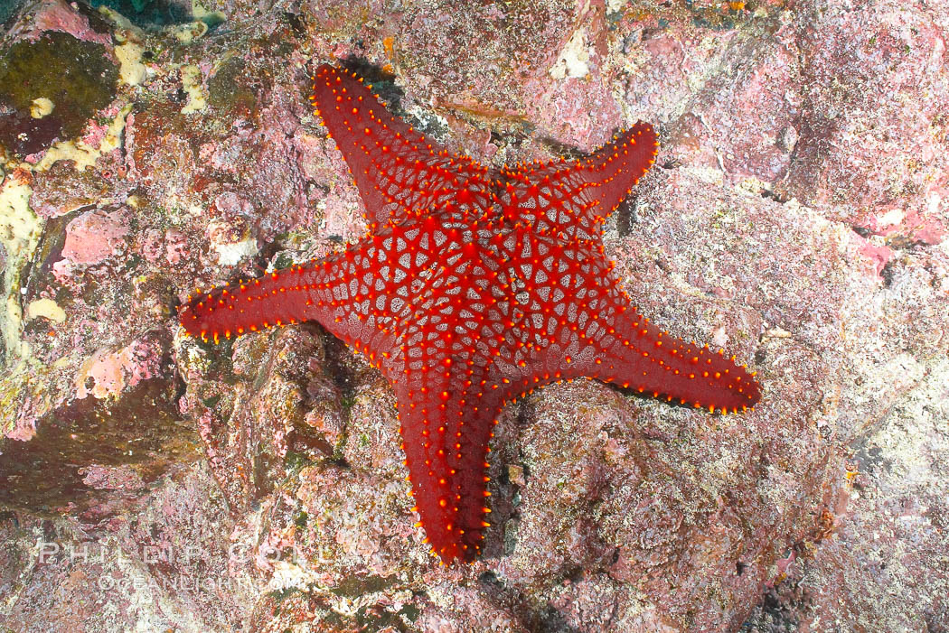 Unidentified sea star (starfish). North Seymour Island, Galapagos Islands, Ecuador, natural history stock photograph, photo id 16427