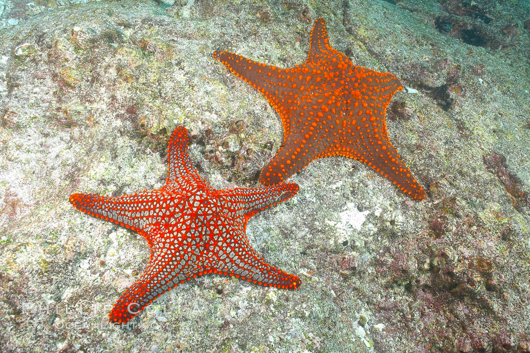 Unidentified sea star (starfish). North Seymour Island, Galapagos Islands, Ecuador, natural history stock photograph, photo id 16429