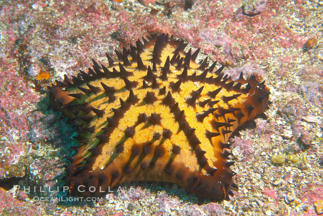 Unidentified sea star (starfish). Cousins, Galapagos Islands, Ecuador, natural history stock photograph, photo id 16433