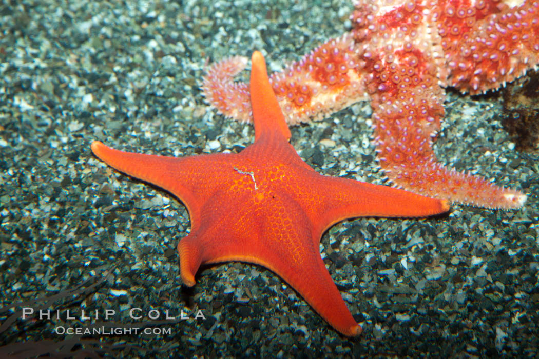Unidentified sea star., natural history stock photograph, photo id 27205