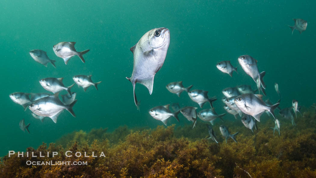 Sea Sweep, Scorpis aequipinnis, Kangaroo Island. South Australia, Scorpis aequipinnis, natural history stock photograph, photo id 39237