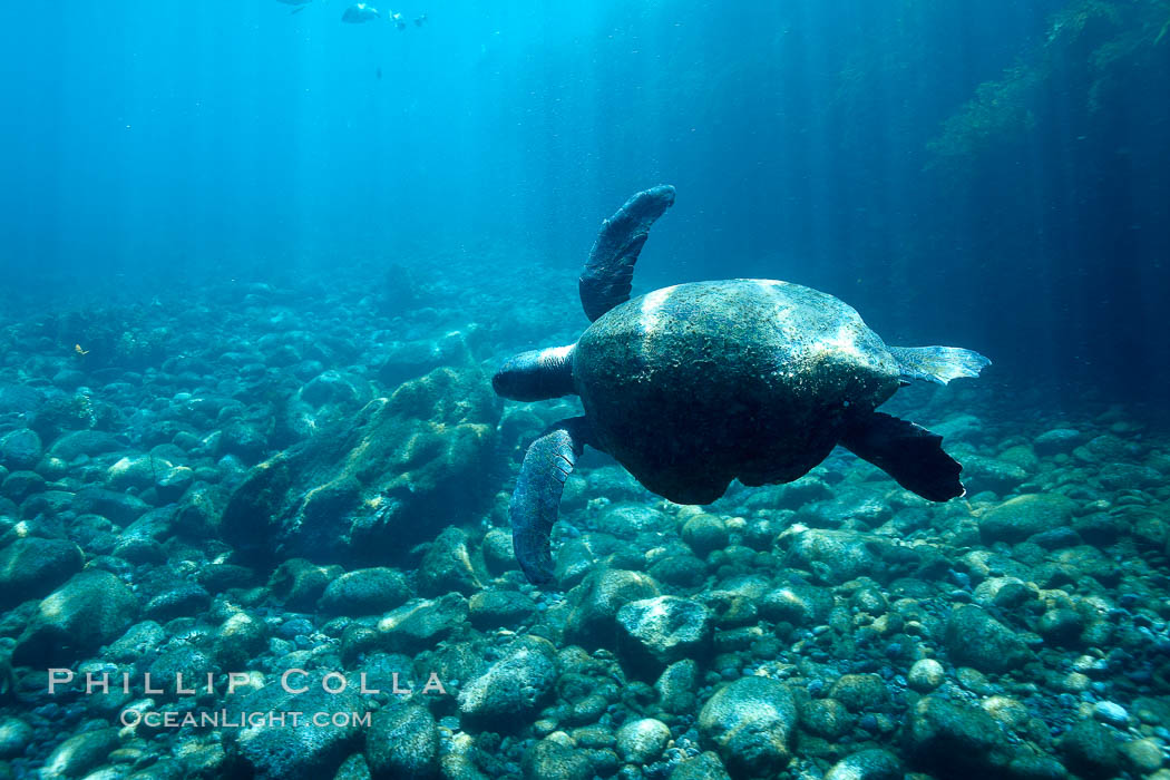 Sea turtle swims over cobblestones in shallow water. Guadalupe Island (Isla Guadalupe), Baja California, Mexico, natural history stock photograph, photo id 21375