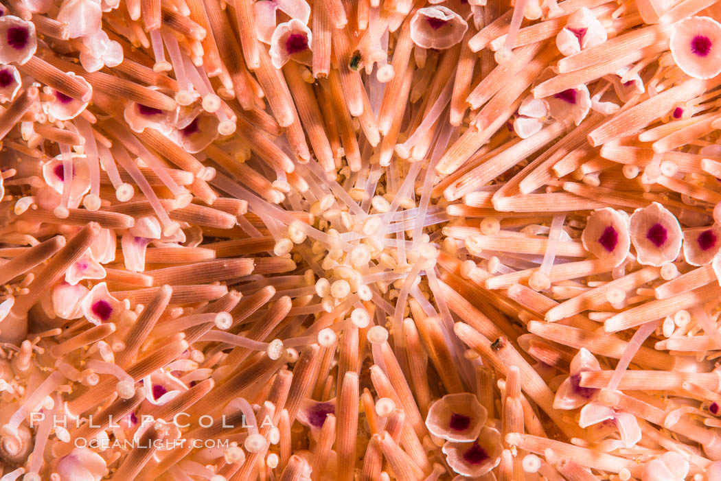 Sea Urchin Detail, Sea of Cortez, Mexico. Isla San Francisquito, Baja California, natural history stock photograph, photo id 33648