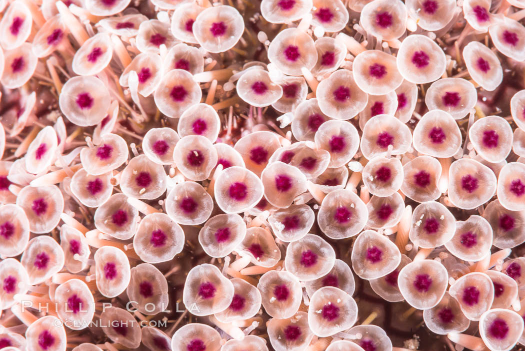 Sea Urchin Detail, Sea of Cortez, Mexico. Isla San Francisquito, Baja California, natural history stock photograph, photo id 33649