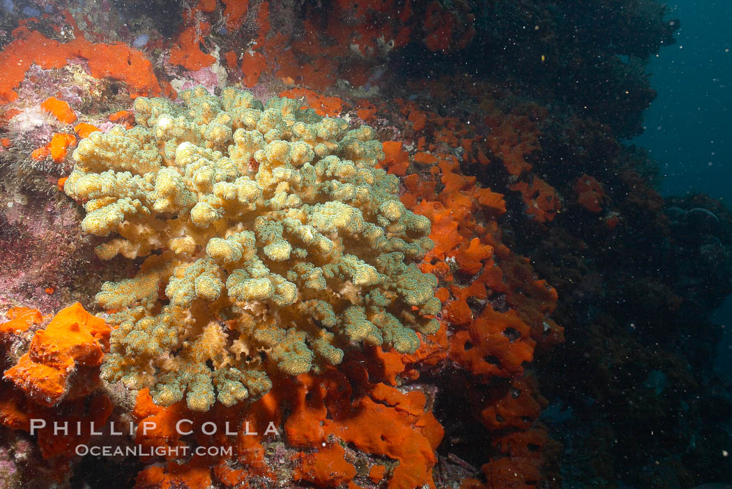 Unidentified sea urchin. Cousins, Galapagos Islands, Ecuador, natural history stock photograph, photo id 16423