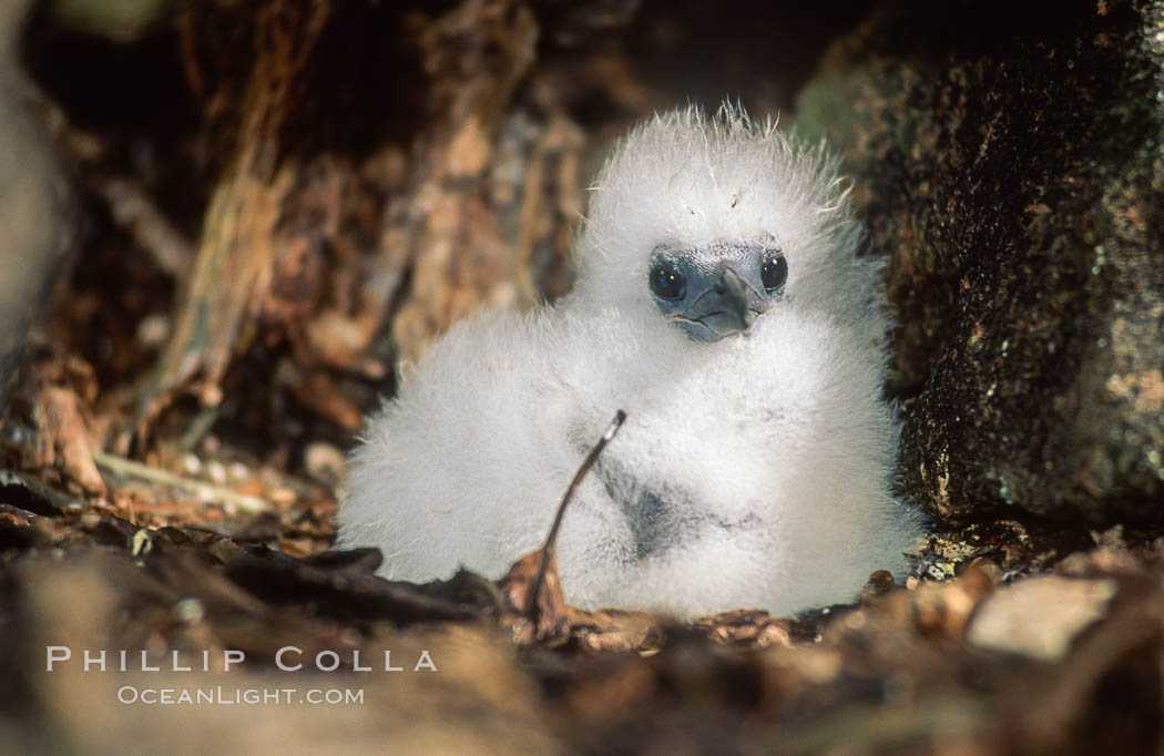 Seabird chick nested among roots of Pisonia trees, Rose Atoll National Wildlife Refuge. Rose Atoll National Wildlife Sanctuary, American Samoa, USA, natural history stock photograph, photo id 00888