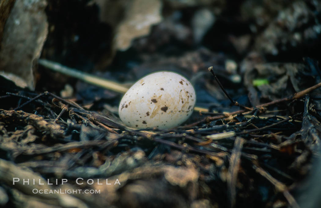 Seabird chick nested among roots of Pisonia trees, Rose Atoll National Wildlife Refuge. Rose Atoll National Wildlife Sanctuary, American Samoa, USA, natural history stock photograph, photo id 00895