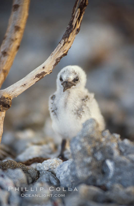 Seabird chick nested among roots of Pisonia trees, Rose Atoll National Wildlife Refuge. Rose Atoll National Wildlife Sanctuary, American Samoa, USA, natural history stock photograph, photo id 00889