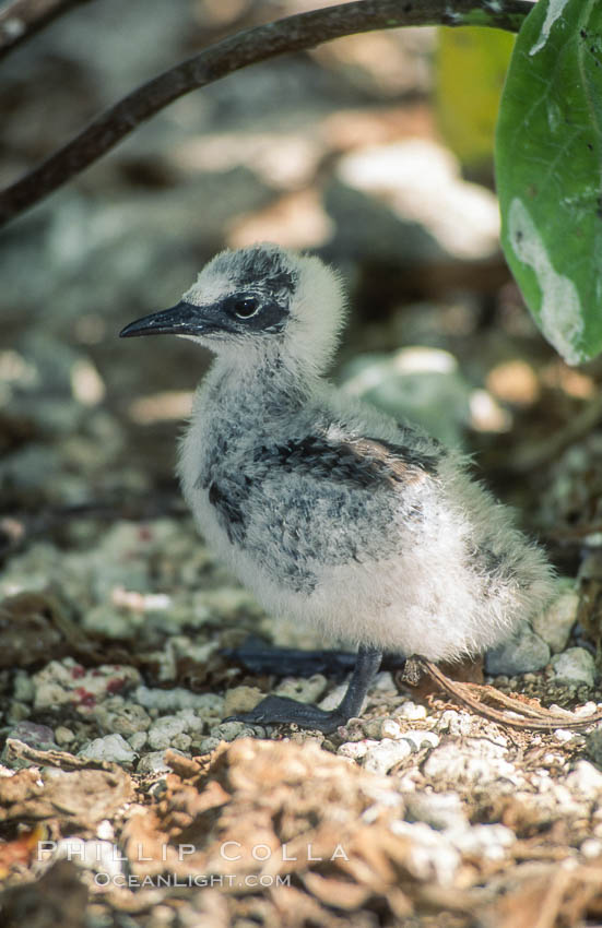 Seabird chick nested among roots of Pisonia trees, Rose Atoll National Wildlife Refuge. Rose Atoll National Wildlife Sanctuary, American Samoa, USA, natural history stock photograph, photo id 00893