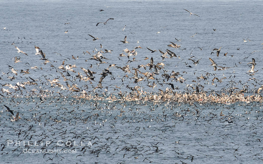 Seabirds gather in enormous numbers to feed on bait ball. Mixed species include brown pelican, black-vented shearwater, various gulls and Brandt's cormorants. La Jolla, California, USA, Pelecanus occidentalis, Pelecanus occidentalis californicus, natural history stock photograph, photo id 40022