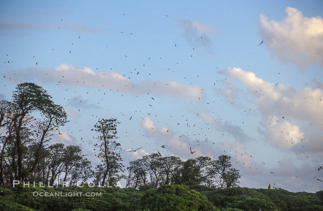 Seabirds fly over Pisonia forest, Rose Atoll National Wildlife Refuge. Rose Atoll National Wildlife Sanctuary, American Samoa, USA, natural history stock photograph, photo id 00910