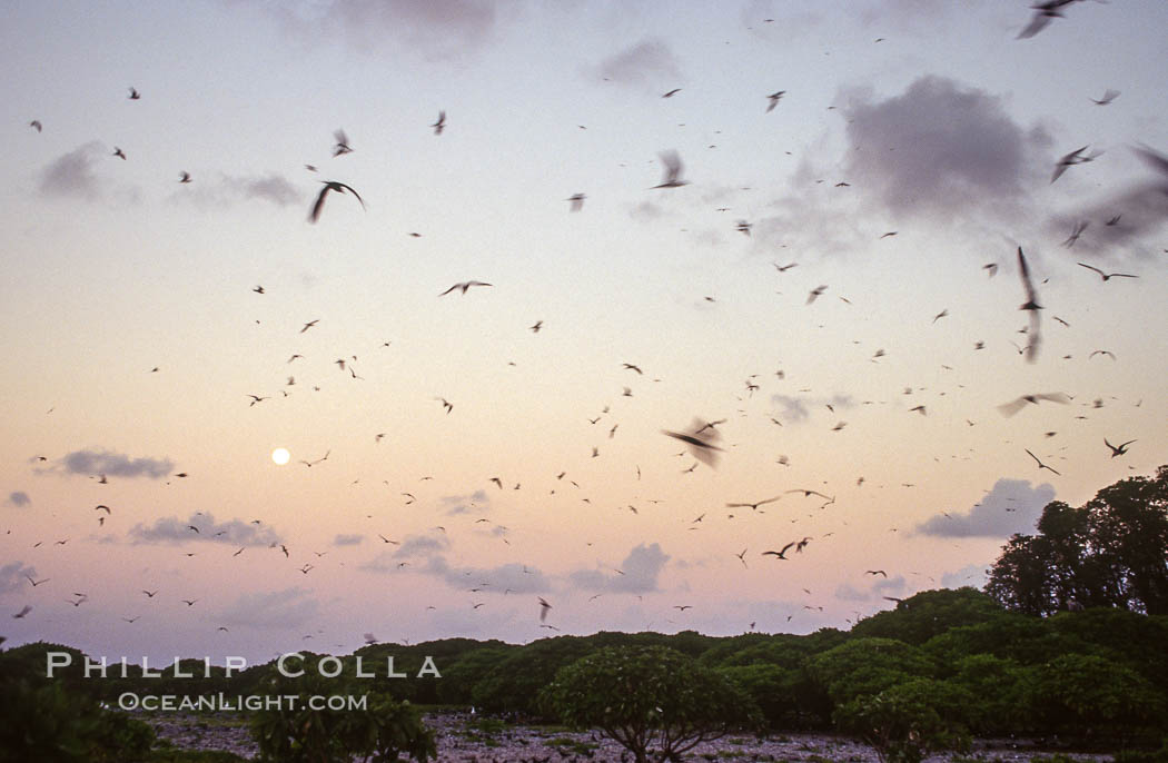 Seabirds fly over Pisonia forest, Rose Atoll National Wildlife Refuge. Rose Atoll National Wildlife Sanctuary, American Samoa, USA, natural history stock photograph, photo id 00912