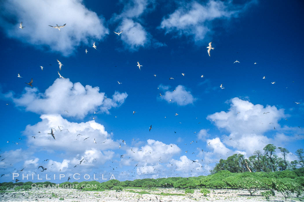 Seabirds fly over Pisonia forest, Rose Atoll National Wildlife Refuge. Rose Atoll National Wildlife Sanctuary, American Samoa, USA, natural history stock photograph, photo id 00911