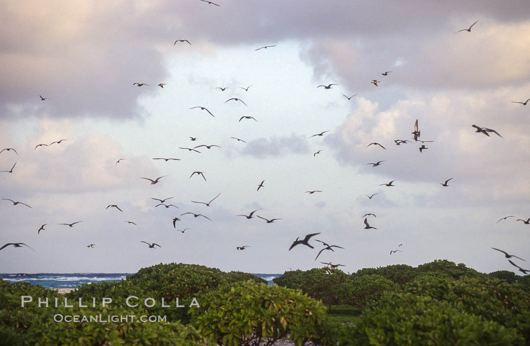 Seabirds fly over Pisonia forest, Rose Atoll National Wildlife Refuge. Rose Atoll National Wildlife Sanctuary, American Samoa, USA, natural history stock photograph, photo id 00909