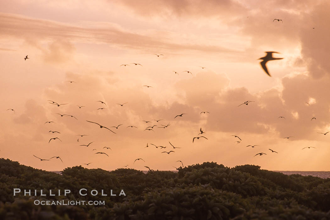 Seabirds fly over Pisonia forest, Rose Atoll National Wildlife Refuge. Rose Atoll National Wildlife Sanctuary, American Samoa, USA, natural history stock photograph, photo id 00913