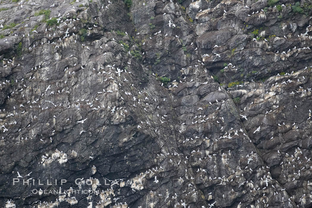 Seabirds nest on coastal rocks. Kenai Fjords National Park, Alaska, USA, natural history stock photograph, photo id 17380