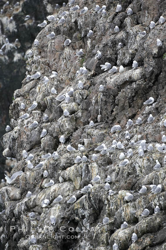 Seabirds nest on coastal rocks. Kenai Fjords National Park, Alaska, USA, natural history stock photograph, photo id 17379