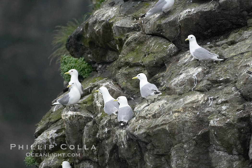 Seabirds nest on coastal rocks. Kenai Fjords National Park, Alaska, USA, natural history stock photograph, photo id 17383