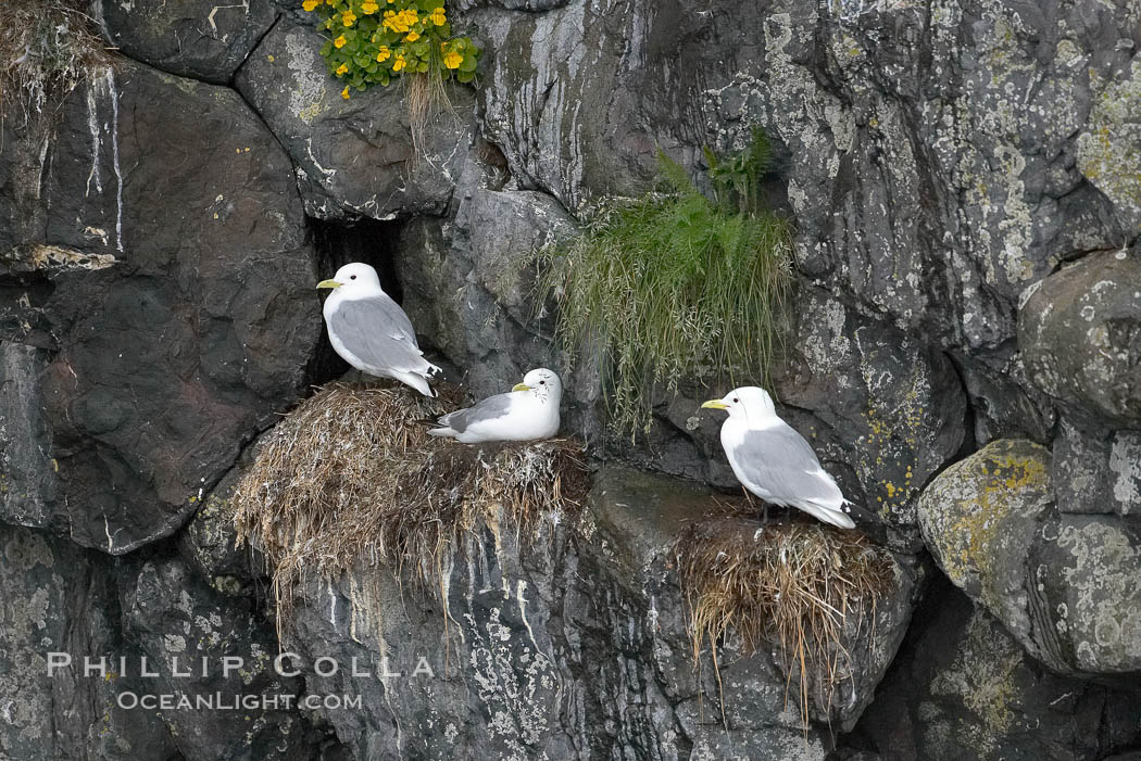 Seabirds nest on coastal rocks. Kenai Fjords National Park, Alaska, USA, natural history stock photograph, photo id 17381
