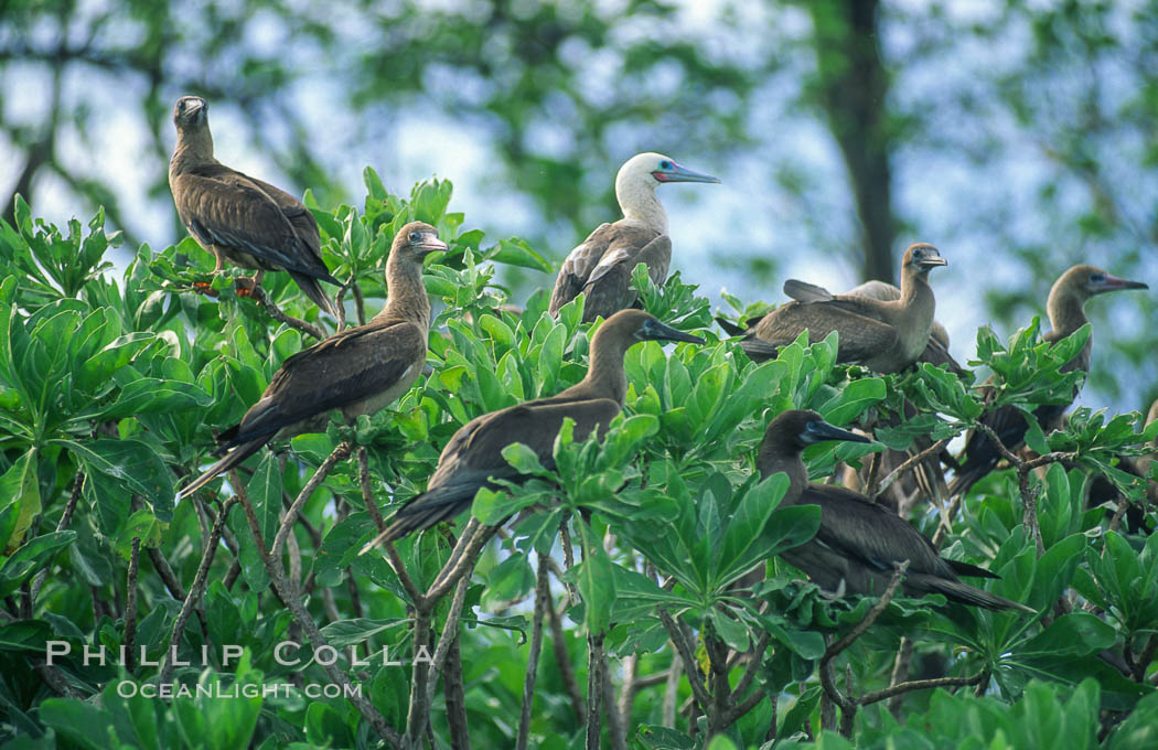 Seabirds in Pisonia forest, Rose Atoll National Wildlife Refuge. Rose Atoll National Wildlife Sanctuary, American Samoa, USA, natural history stock photograph, photo id 00902