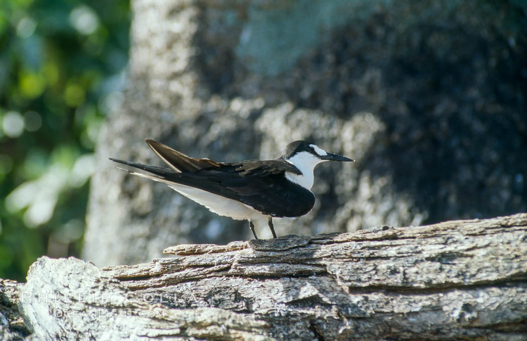 Seabirds shelter among Pisonia trees on Rose Atoll. Rose Atoll National Wildlife Refuge, American Samoa, USA, natural history stock photograph, photo id 00900