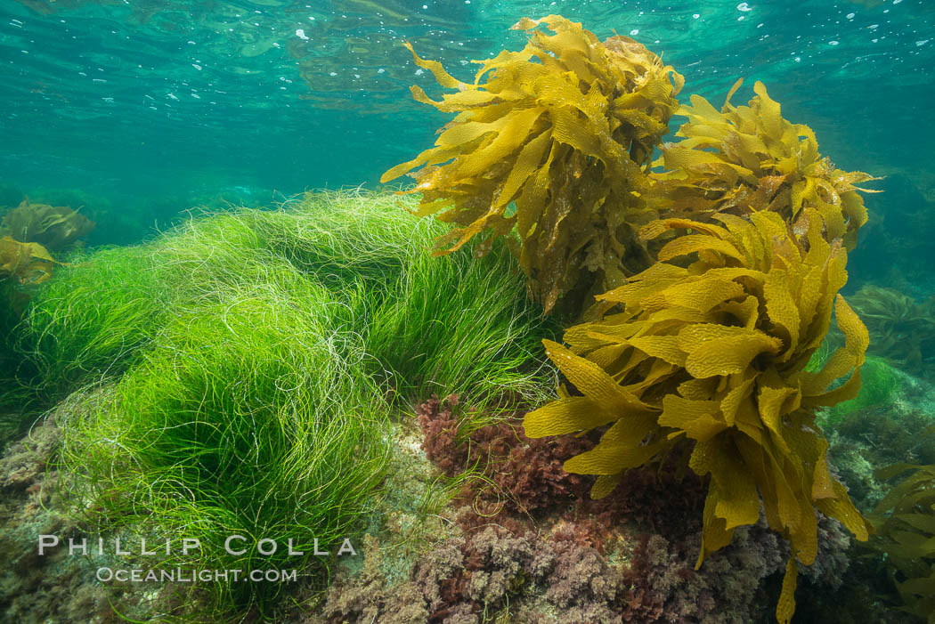 Seagrass and southern sea palm, Catalina. Catalina Island, California, USA, Phyllospadix, natural history stock photograph, photo id 30966