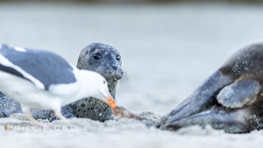 A Western seagull picks at placenta on sand beach, as the seal pup born just moments before watches and tries to understand what is going on. Within an hour of being born, this pup had learned to nurse and had entered the ocean for its first swim. La Jolla, California, USA, Phoca vitulina richardsi, natural history stock photograph, photo id 39111