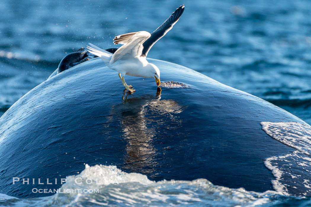 Seagull picks skin off a southern right whale, leaving a lesion that may become infected and which scientists have shown to be stressful to young calves. Puerto Piramides, Chubut, Argentina, Eubalaena australis, natural history stock photograph, photo id 38334