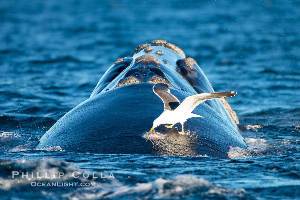 Seagull picks skin off a southern right whale, leaving a lesion that may become infected and which scientists have shown to be stressful to young calves. Puerto Piramides, Chubut, Argentina, Eubalaena australis, natural history stock photograph, photo id 38454