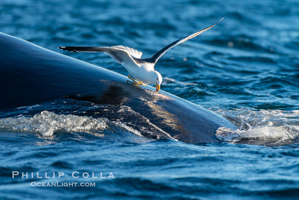 Seagull picks skin off a southern right whale, leaving a lesion that may become infected and which scientists have shown to be stressful to young calves. Puerto Piramides, Chubut, Argentina, Eubalaena australis, natural history stock photograph, photo id 38332
