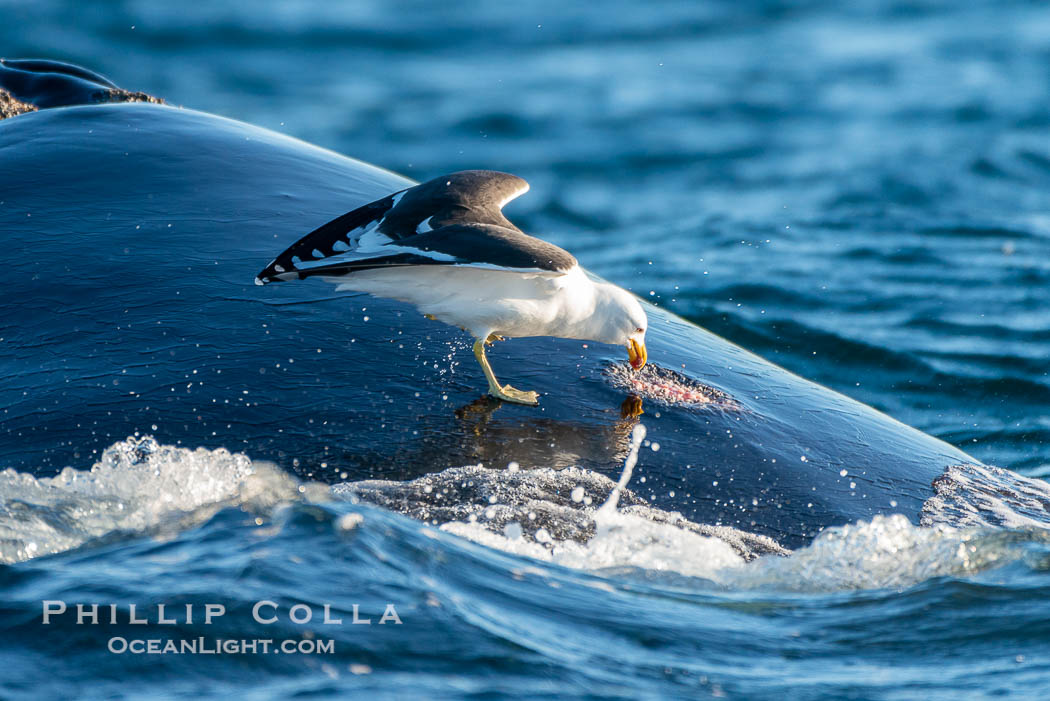 Seagull picks skin off a southern right whale, leaving a lesion that may become infected and which scientists have shown to be stressful to young calves, Eubalaena australis, Puerto Piramides, Chubut, Argentina