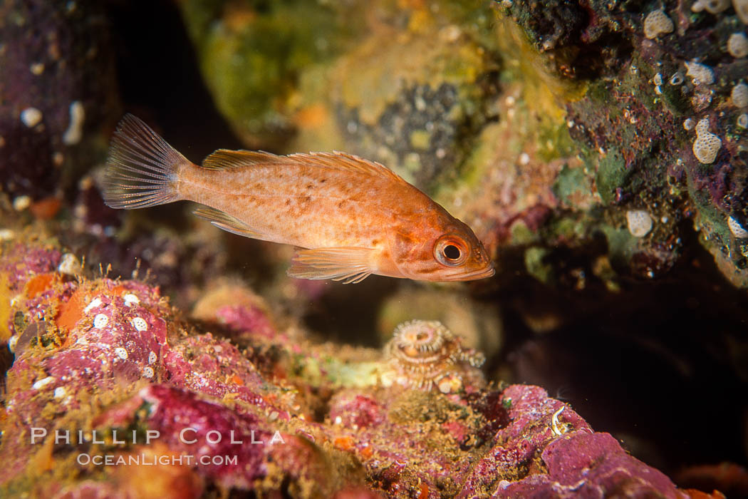 Kelp rockfish, Channel Islands. California, USA, Sebastes atrovirens, natural history stock photograph, photo id 07076