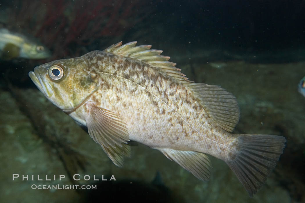 Kelp rockfish, Sebastes atrovirens, 11871