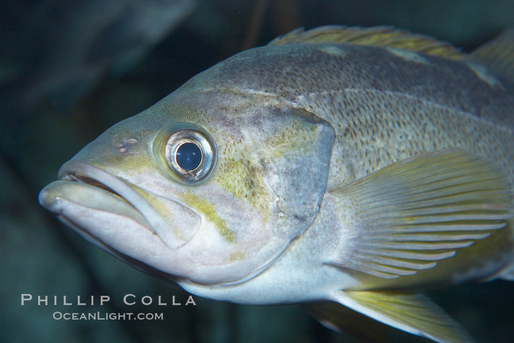 Yellowtail rockfish., Sebastes flavidus, natural history stock photograph, photo id 19005