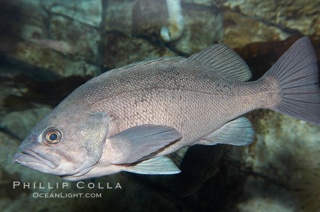 Black rockfish., Sebastes melanops, natural history stock photograph, photo id 19002