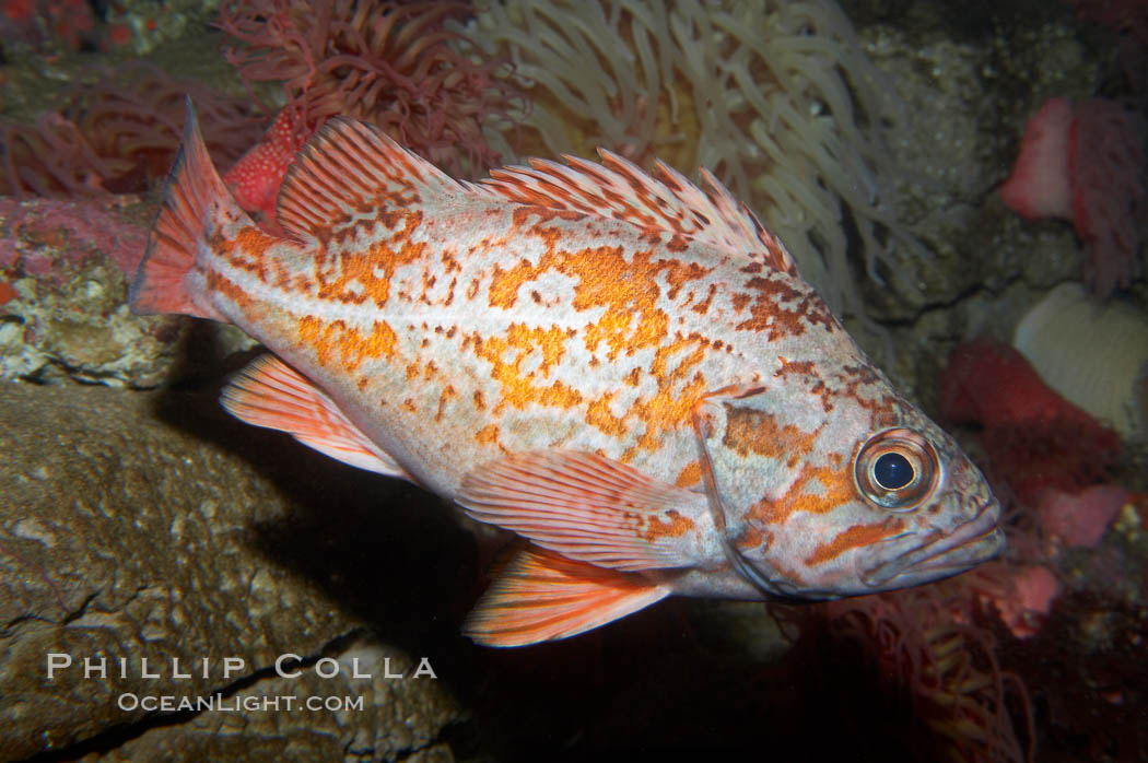 Vermillion rockfish., Sebastes miniatus, natural history stock photograph, photo id 11859