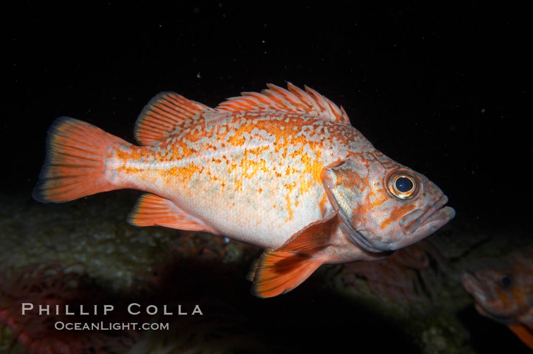 Vermillion rockfish., Sebastes miniatus, natural history stock photograph, photo id 11865