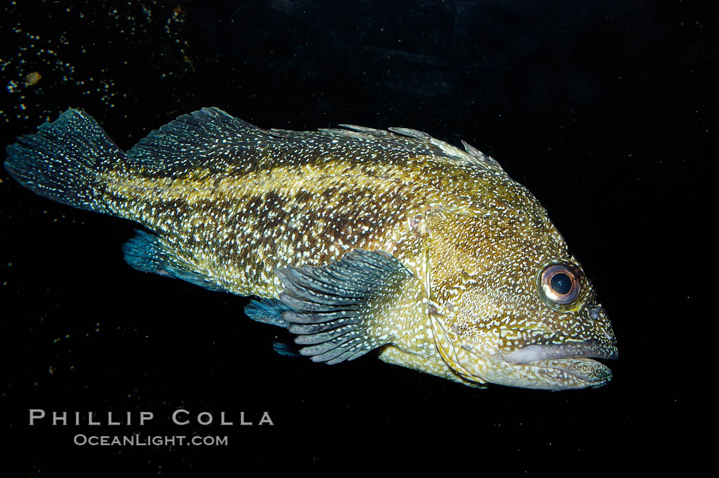 China rockfish., Sebastes nebulosus, natural history stock photograph, photo id 09840