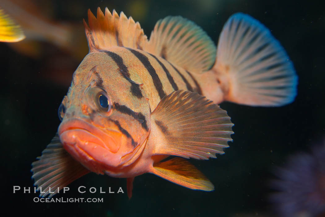 Tiger rockfish (juvenile)., Sebastes nigrocinctus, natural history stock photograph, photo id 13681