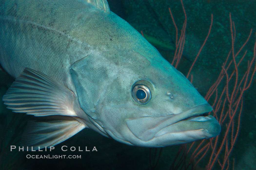 Bocaccio., Sebastes paucispinis, natural history stock photograph, photo id 08978