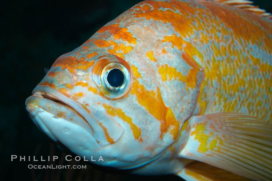 Canary rockfish., Sebastes pinniger, natural history stock photograph, photo id 21518